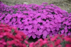 Paint The Town Fuchsia Pinks Dianthus -Garden Plant Store Paint the Town Fuchsia Pinks Dianthus Blooming 57788.1551416729