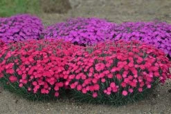 Paint The Town Magenta Pinks Dianthus -Garden Plant Store Paint the Town Magenta Pinks Dianthus with PinkBlooms 1 65487.1551416726