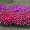 Paint The Town Magenta Pinks Dianthus -Garden Plant Store Paint the Town Magenta Pinks Dianthus with Pink Blooms 82686.1615504076