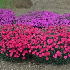 Paint The Town Magenta Pinks Dianthus