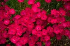 Paint The Town Magenta Pinks Dianthus -Garden Plant Store Paint the Town Magenta Pinks Dianthus with Pinkish Red Blooms Up Close 45637.1551416726