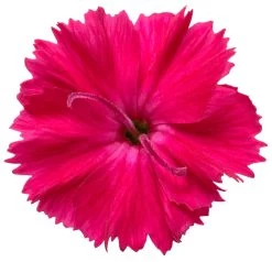 Paint The Town Red Pinks Dianthus -Garden Plant Store Paint the Town Red Pinks Dianthus Flower Close Up 48219.1612544048