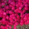 Paint The Town Red Pinks Dianthus -Garden Plant Store Paint the Town Red Pinks Dianthus Flowers is bloom 54887.1612544033