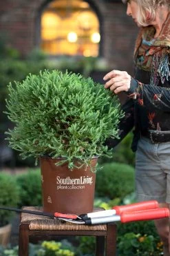 Pancake Arborvitae -Garden Plant Store Pancake Arborvitae Pruning 14814.1640065638