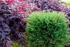 Pancake Arborvitae -Garden Plant Store Pancake Arborvitae Shrub Next To Loropetalum 72271.1639770391