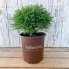 Pancake Arborvitae -Garden Plant Store Pancake Arborvitae in Southern Living Pot 29938.1640065725