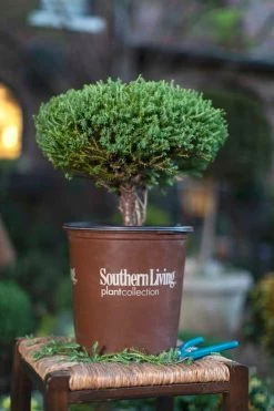 Pancake Arborvitae -Garden Plant Store Pancake Arborvitae in garden planter 99888.1640065613