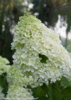 Little Lime® Hydrangea -Garden Plant Store Panicle Little Lime Hydrangea Flower 28243.1518580504