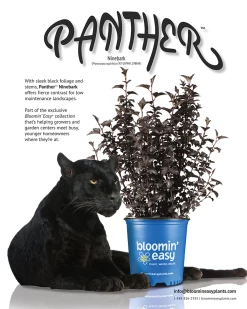 Panther® Ninebark -Garden Plant Store Panther Ninebark Info 07659.1649437830