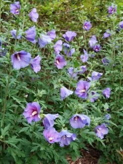 Paraplu Violet® Rose Of Sharon -Garden Plant Store Paraplu Violet Rose of Sharon Flowers and foliage 00765.1611595468