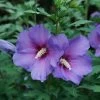 Paraplu Violet® Rose Of Sharon