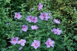 Paraplu Violet® Rose Of Sharon -Garden Plant Store Paraplu Violet Rose of Sharon flowers in the garden 87137.1611595475