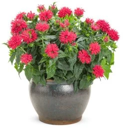Pardon My Cerise Bee Balm -Garden Plant Store Pardon My Cerise Bee Balm Blooming in Pot 09406.1551416732