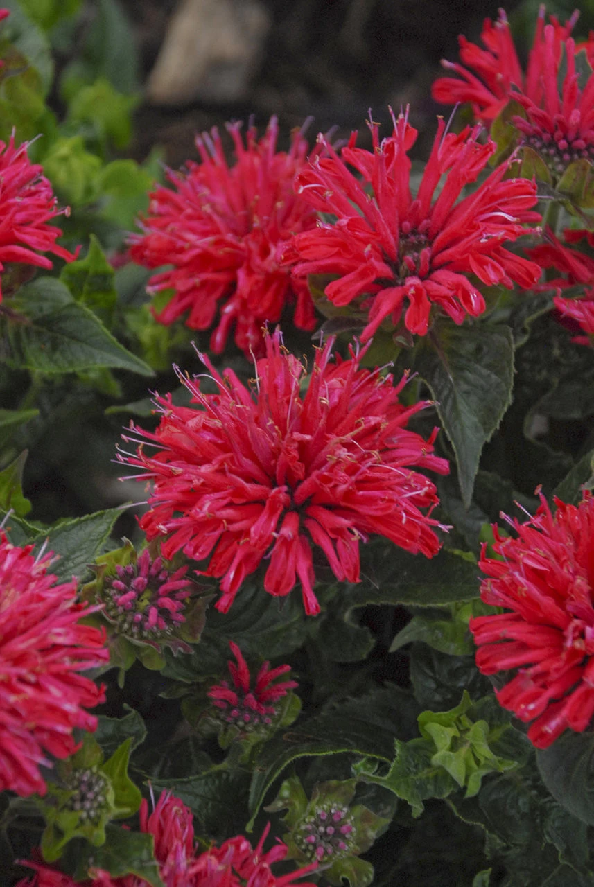 Pardon My Cerise Bee Balm - Image 5
