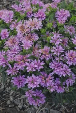 Pardon My Lavender Bee Balm -Garden Plant Store Pardon My Lavender Bee Balm with Lavender Blooms 19854.1551416738