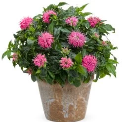 Pardon My Pink Bee Balm