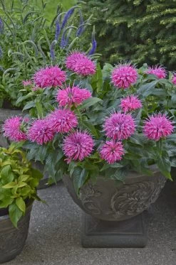 Pardon My Pink Bee Balm -Garden Plant Store Pardon My Pink Bee Balm in Container with Pink Flowers 86111.1551416733