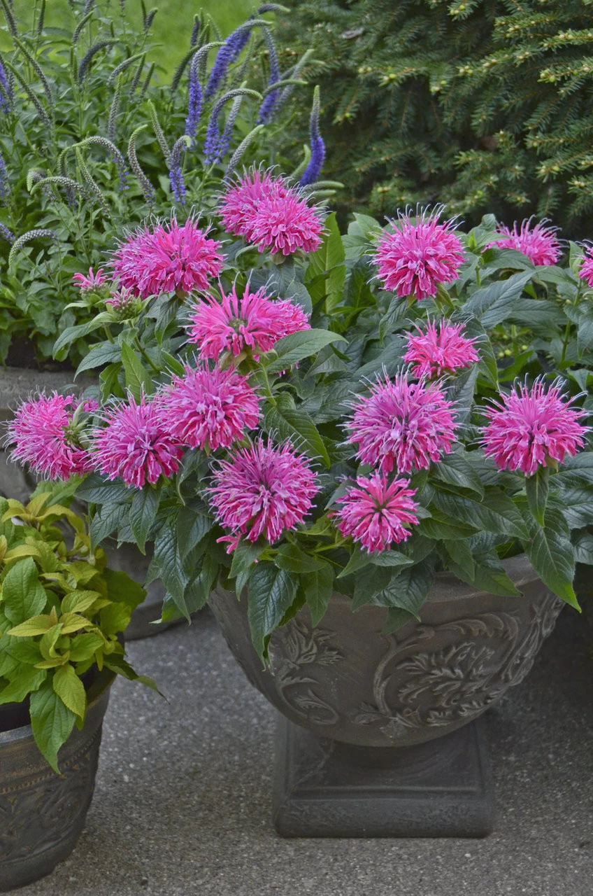 Pardon My Pink Bee Balm - Image 6