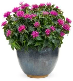 Pardon My Purple Bee Balm -Garden Plant Store Pardon My Purple Bee Balm Blooming in Pot 68476.1551416729