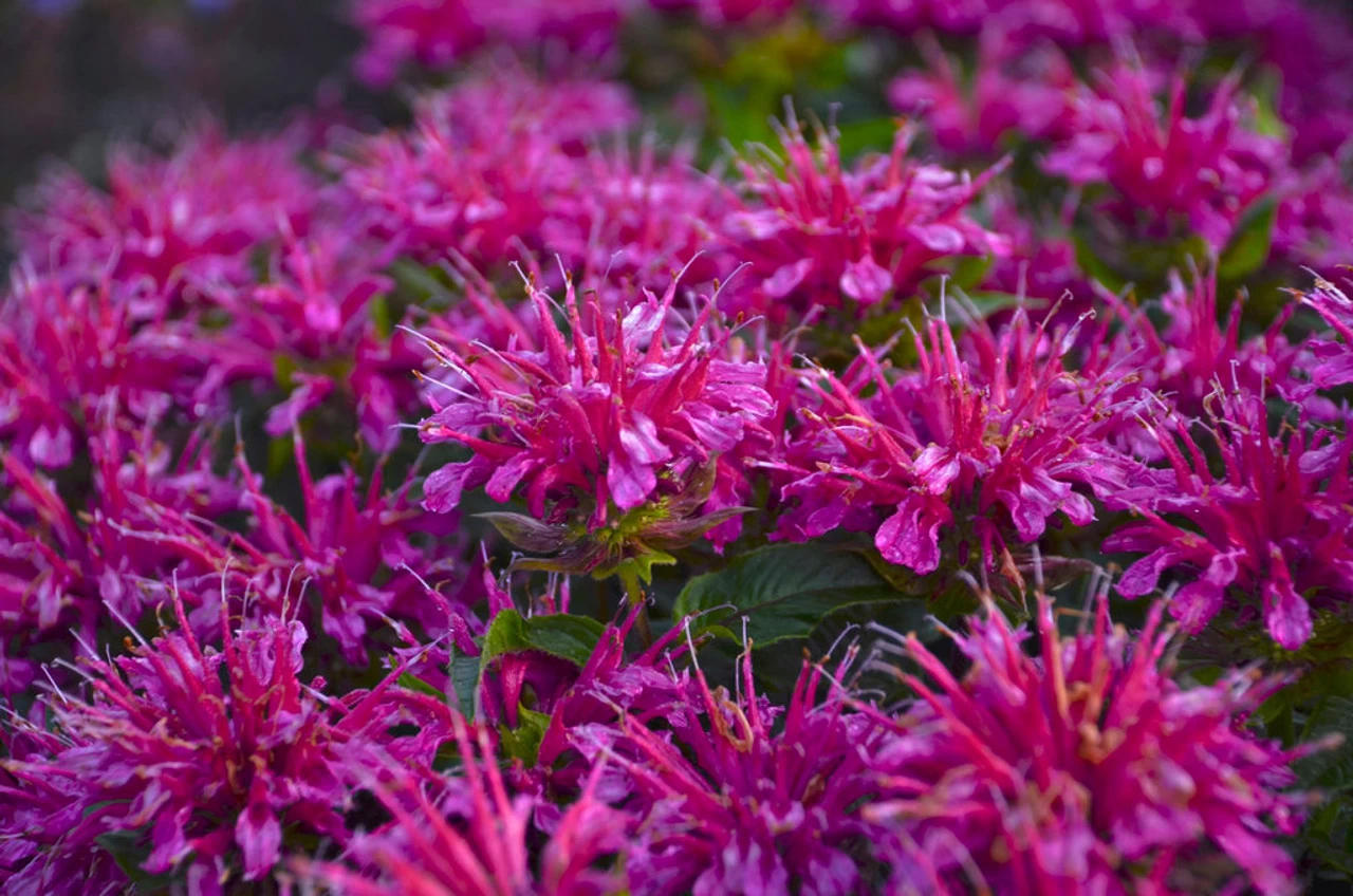 Pardon My Purple Bee Balm - Image 2