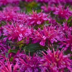 Pardon My Purple Bee Balm