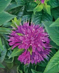 Pardon My Purple Bee Balm -Garden Plant Store Pardon My Purple Bee Balm Purple Flower Up Close 59890.1551416729