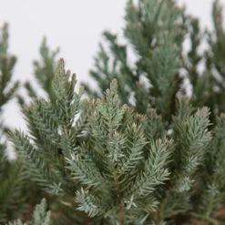 Parsoni Juniper