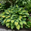 Pauls Glory Hosta 1 Pauls Glory Hosta -Garden Plant Store Pauls Glory Hosta Bush in the Landscaping 47047.1647441528