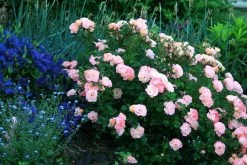 Peach Drift Groundcover Rose -Garden Plant Store Peach Drift Rose Bushes Blooming 37288.1623759588