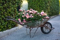 Peach Drift Groundcover Rose -Garden Plant Store Peach Drift Rose Bushes in an Old Wheelbarrow 34309.1623759588
