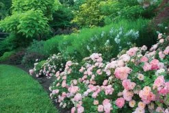 Peach Drift Groundcover Rose -Garden Plant Store Peach Drift Rose Shrubs in the Garden 97303.1623759588