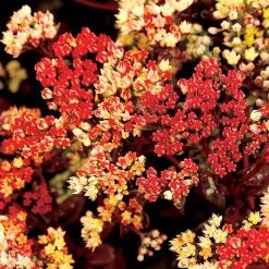 Peach Pearls Stonecrop Sedum 9 Peach Pearls Stonecrop Sedum -Garden Plant Store Peach Pearls Stonecrop Sedum Flowers Close Up 88363.1670784514