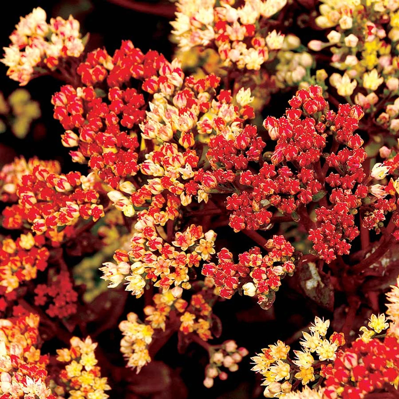 Peach Pearls Stonecrop Sedum 5 Peach Pearls Stonecrop Sedum - Image 3