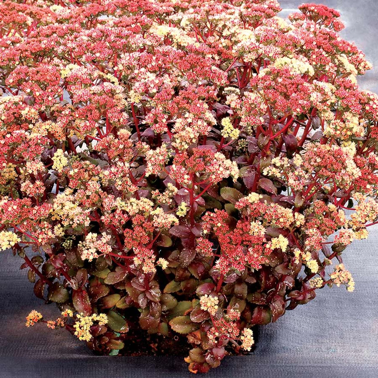 Peach Pearls Stonecrop Sedum 4 Peach Pearls Stonecrop Sedum - Image 2