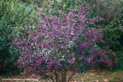 Pearl Glam® Beautyberry 8 Pearl Glam® Beautyberry -Garden Plant Store Pearl Glam Beautyberry Bush in Landscaping 80590.1549755030