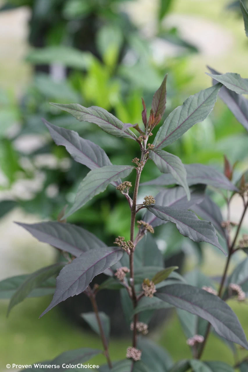 Pearl Glam® Beautyberry 6 Pearl Glam® Beautyberry - Image 4