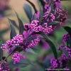 Pearl Glam® Beautyberry -Garden Plant Store Pearl Glam Beautyberry with Purple Berries c 92544.1549755030