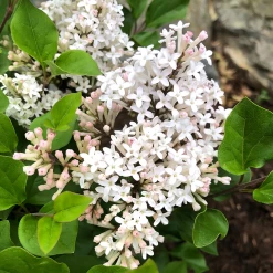 Pearl Potion™ Lilac