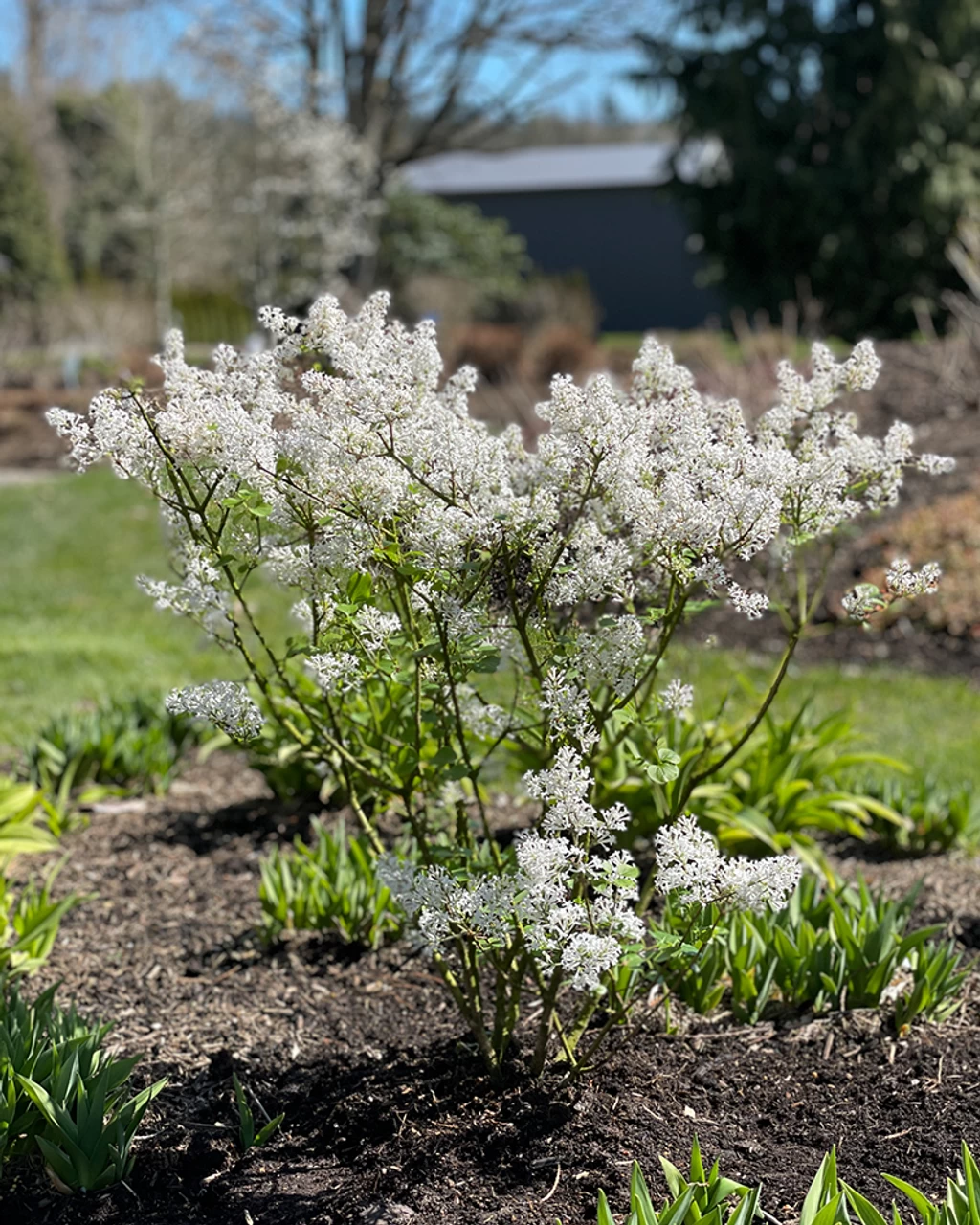 Pearl Potion™ Lilac 4 Pearl Potion™ Lilac - Image 2