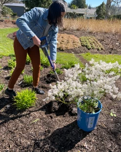 Pearl Potion™ Lilac 10 Pearl Potion™ Lilac -Garden Plant Store Pearl Potion Lilac in Pot 67910.1650874891