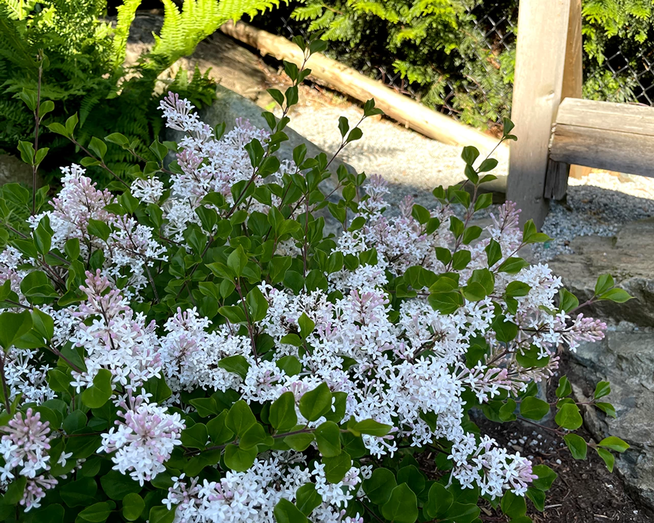 Pearl Potion™ Lilac 5 Pearl Potion™ Lilac - Image 3