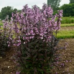 Midnight Masquerade Beardtongue