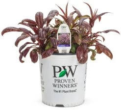 Midnight Masquerade Beardtongue -Garden Plant Store Penstemon Midnight Masquerade in Proven Winners Pot 51316.1551416734