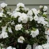 Perfecto Mundo® Double White Azalea -Garden Plant Store Perfecto Mundo Double White Azalea Shrub Flowering 82411.1611889218