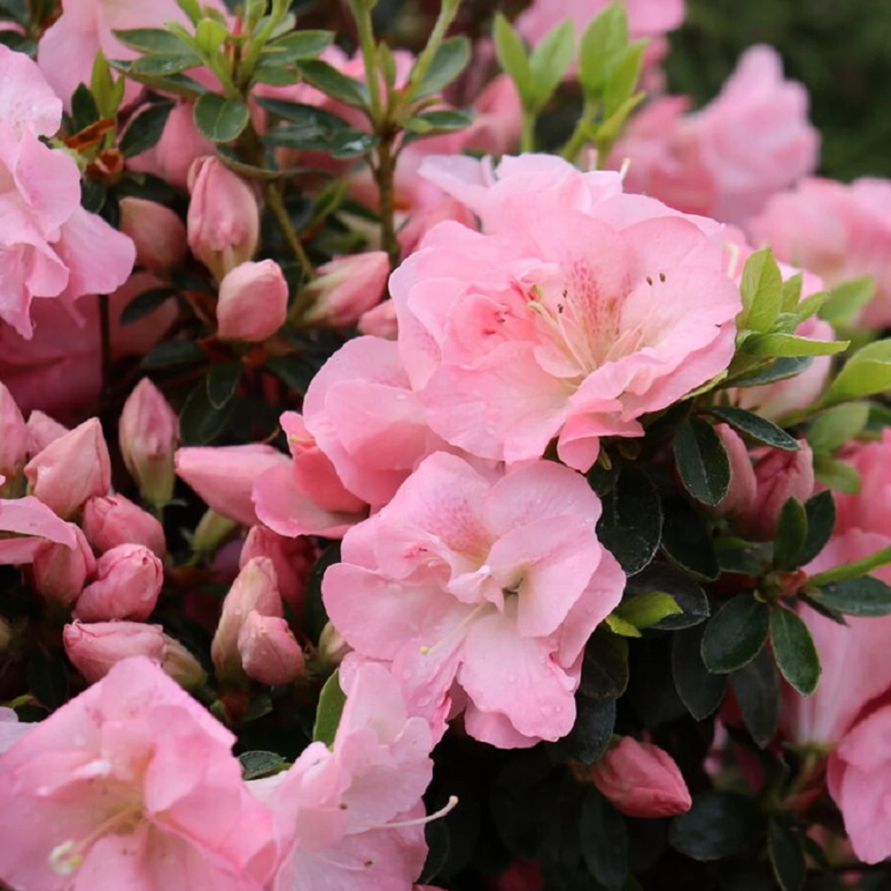 Perfecto Mundo® Epic Pink Carpet™ Azalea 3 Perfecto Mundo® Epic Pink Carpet™ Azalea
