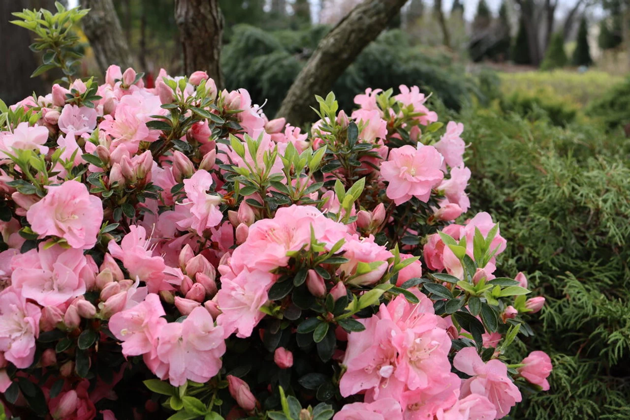 Perfecto Mundo® Epic Pink Carpet™ Azalea 4 Perfecto Mundo® Epic Pink Carpet™ Azalea - Image 2