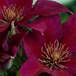 Picardy Clematis -Garden Plant Store Picardy Clematis Flowers Close Up 04025.1612556869