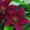 Picardy Clematis -Garden Plant Store Picardy Clematis Flowers and Foliage 41004.1612556870