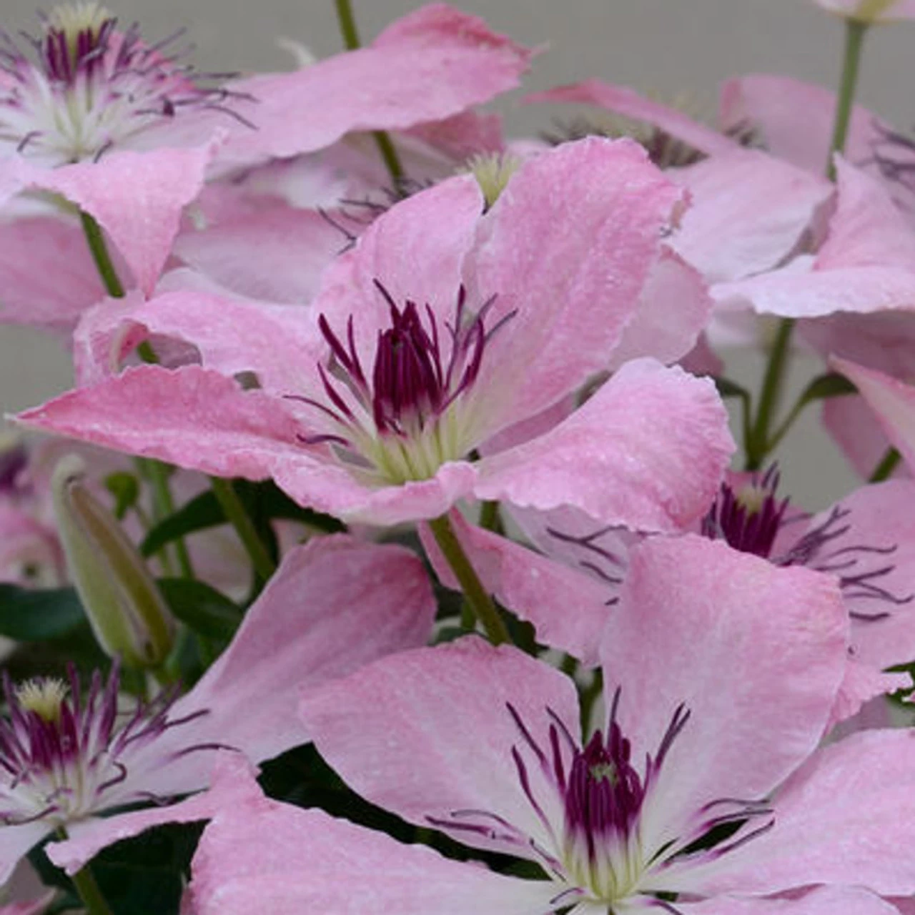 Boulevard Sarah Elizabeth Clematis 3 Boulevard Sarah Elizabeth Clematis