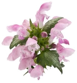 Pink Chablis® Dead Nettle -Garden Plant Store Pink Chablis Dead Nettle Pink Flowers Up Close 42320.1551416727